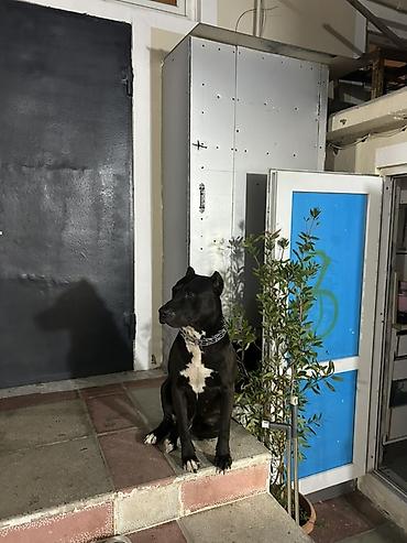 pitbul itlər: Pitbul, 2 il, Erkək, Cütləşmə üçün — 3