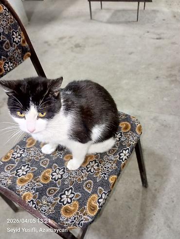 Pişiklər: Yaxşı əllərə — 9