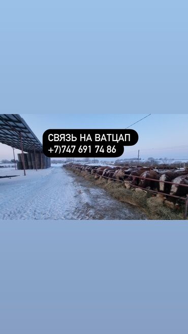 симентал бука: Бычки телята тёлучки +7)747)691)74)86) вотсап Бычки телята тёлки