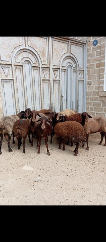 Qoyunlar, qoçlar: Dişi, il: 1, 65 kq, Damazlıq, Ünvandan götürmə