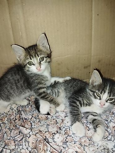 отдам животных в хорошие руки: Кошка даром: Беспородная, 2 месяца, Девочка, Приучена к лотку — 4