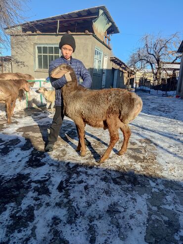 продаю кочкоров: Сатам | Кочкор (эркек), Козу | Арашан | Көбөйтүү үчүн | Асыл тукумдуу, Жасалма жол менен боозутуу