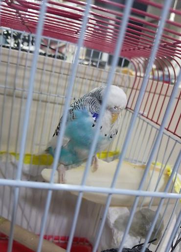 qəfəs quş: Məhsul: Dalmatian naxışlı, mavi-ağ rəng keçidli dalğalı papuqay — 6
