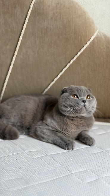 Продажа кошек: Скотиш Фолд (Шотландская вислоухая), 9 месяцев, Мальчик, Лиловый, Приучена к лотку, Проглистована — 10