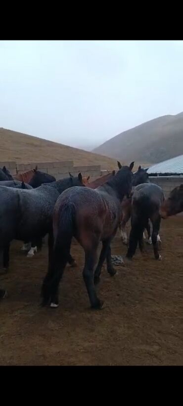 Лошади, кони: Продаю | Кобыла (самка) | Для разведения | Племенные — 2