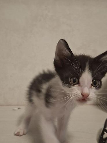 отдам в хорошие руки: Даю котят в хорошие руки, отдам бесплатно, все они породой-Турецкий — 5