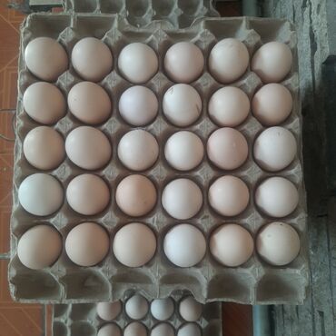 Молочные продукты и яйца: Продаю Яйца 
Токмок Ломоносова второй проезд дом 3
7сом 6 сом 10 сом