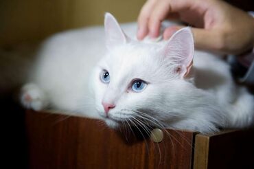 рыжий вислоухий кот купить: 1 турецкий ангорка один год самец 1500 2 шотландский вислоуха самка 3