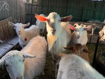 Козы, козлы: Продаю | Козёл (самец) | Зааненская | Для разведения | Племенные — 18