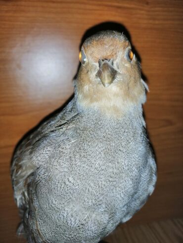 Ptice: Preparirana ptica — 6