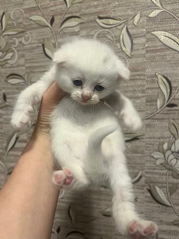 scottish fold satilir: Şotland yastı qulaq — 2