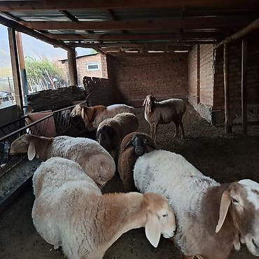 Продам с/х животных: Продаю | Овца (самка) | Арашан — 2