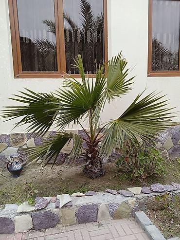 banan agaci: Dekorativ yelpik formalı yarpaqları olan xurma ağacı (palma). - Növ — 1