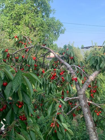 Продажа участков: 12 соток at lalafo.kg — 16 Продажа участков: 12 соток — 16