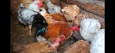 в какой приют можно отдать собаку: Сатам | Короздор