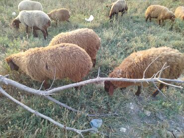 Akvarium aksessuar və ləvazimatları: Quzu, Erkək, Qala, ay: 5, 1 kq, Damazlıq, Ünvandan götürmə