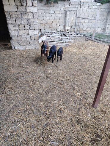 Keçi, çəpiş: Salam hər kəsə. 4 İspan sortu mursiyano və 1 erkək hələb satılır — 2