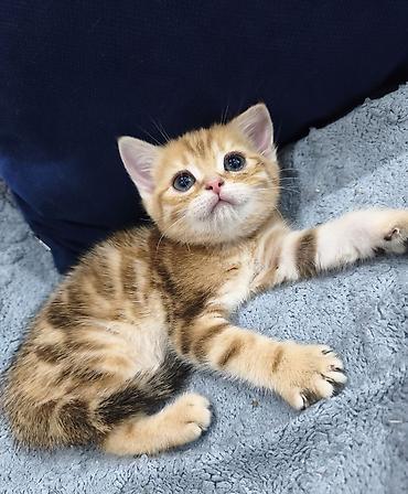 Продажа кошек: Предлагается к предварительному резерву шотландский котенок. Скоттиш — 1