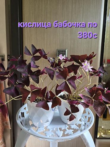 лианы: Комнатные растения в горшках: - Хлорофитум — по 350 с за растение — 7