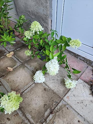 payiz dekoru: Ağ çiçəkləri olan panikulyar hortensiya (Hydrangea paniculata) – — 4