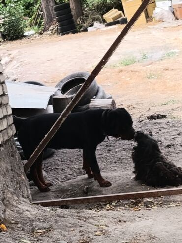 Продажа собак: Ротвейлер, 2 года, Самец — 5