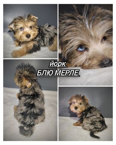 металлические вольеры для собак: Йоркширский терьер, 2 месяца, Самец, С прививкой, С родословной