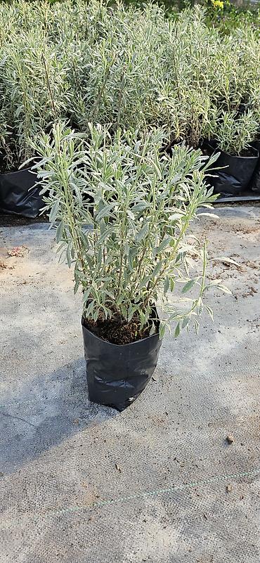 agac ciyələyi: Lavanda 
hazır qablarda.
çox illik bitkidir. 
Ünvan: Maştağa — 3