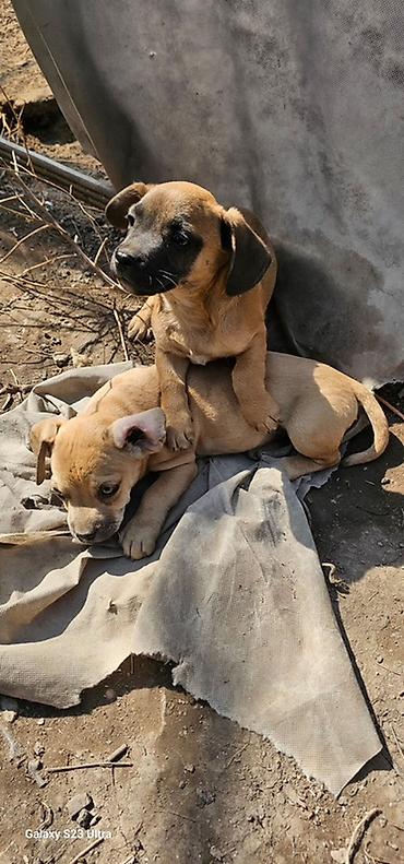 Продажа собак: Щенки смешанной породы - Окрас: рыжий/палевый с тёмной мордочкой. - — 7