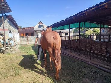 дарому собаку: Продаю | Кобыла (самка) — 10