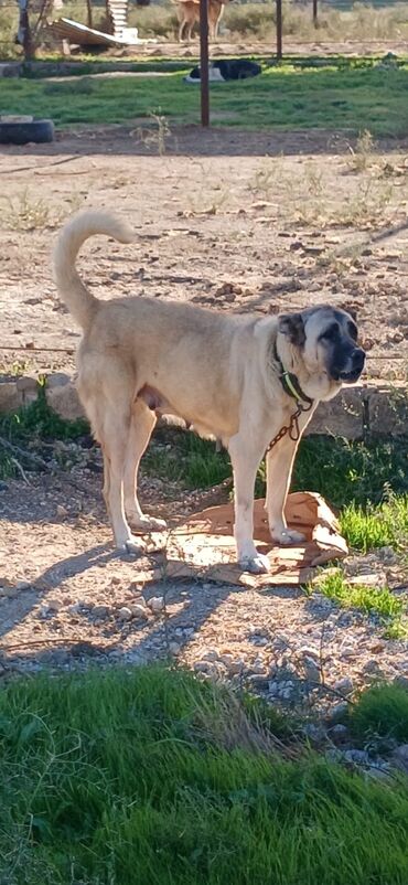вольер для собак: Kanqal, 3 il, Dişi, Peyvəndli, Pulsuz çatdırılma
