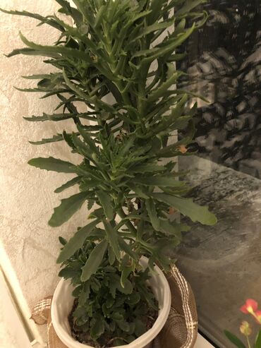 Otaq bitkiləri: Otaq bitkileri — 12