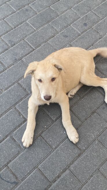 balaca it cinsleri: Labrador-retriver, 5 ay, Erkek