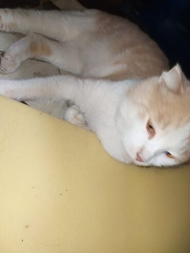 Pişiklər: Şotland yastı qulaq — 7