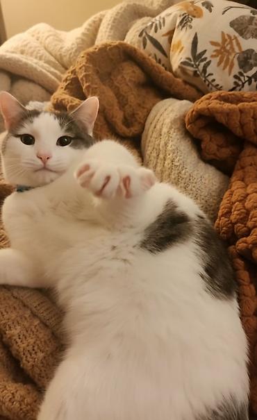 Pişiklər: Dişi, Erkək, Yaxşı əllərə — 7