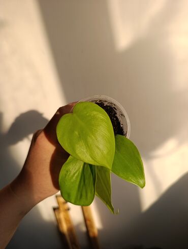 Эпипремнумы и сциндапсусы: Продаю. детки, черенки комнатных растений по 100 сом. Сциндапсус-пакет — 7