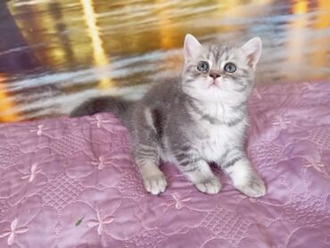 Продажа кошек: Британская короткошёрстная, 1 месяц, Девочка, Голубой