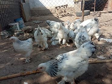 черный брама: Продаю | Куры | Брама | Для разведения — 1