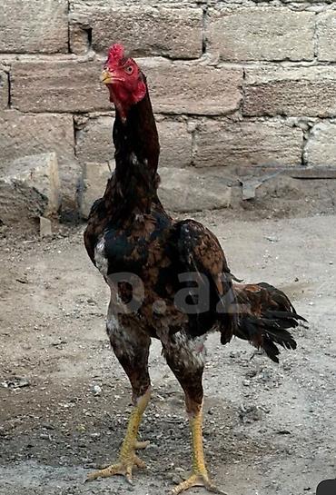 heyrətilər: Heyvan 2yaş tamamdi temiz toyuq tukdu cinsli qanli heyvandi heyet — 3