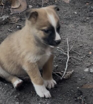 Продажа собак: 1 месяц, Самец — 2