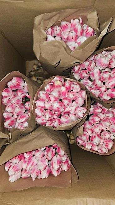 Тюльпан: Тюльпаны оптом - Цена: от 90 сом - Длина: 60 см - Тюльпаны с — 13