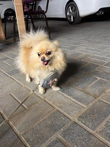 heyvan sekilleri yukle: 🐶 Satılır – Çox Şirin Dişi Pomeranian (Spitz) 🐶 2 yaşlı, dişi, çox — 1