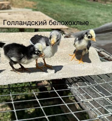 Куры, петухи: Цыплята Голандский белохохлые и Амераукана по 250сом!!! остались 3