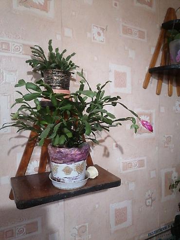 орхи: Продаю комнатные цветы. Большой выбор, цена от 50 сом и выше — 6
