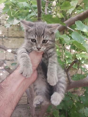 Pişiklər: Tekir pişiyimin balasıdır.Gedəcəm deyə baxa bilmiyəcəm.İstəyən varsa — 1