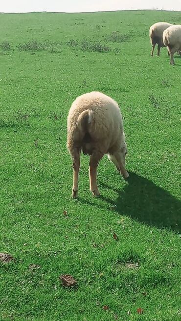 Quzu: Quzu, Erkək, ay: 7, 26 kq, Ətlik, Ünvandan götürmə — 5