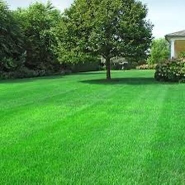 Другие виды семян и саженцев: Семена газона Газон Травка Любой сорт Клевер, спорт, мятлик — 4