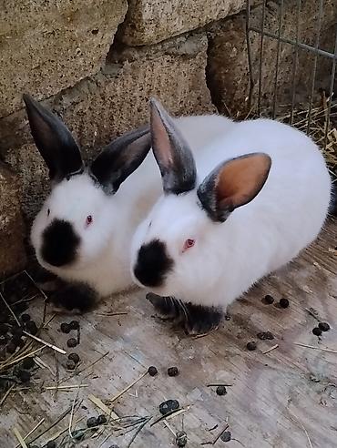 akvarium baliq bazari: Kaliforniya ətlik cinsin balaları satılır ayına görə qiymət dəyişir — 1