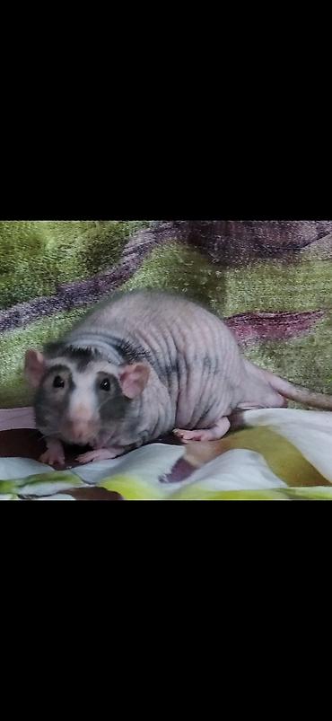 Крысы: Привет друзья !! У нас родились красивые крысята.Друзья в питомнике - — 29