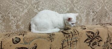 Pişiklər: Dişi, Yaxşı əllərə, Ünvandan götürmə — 8