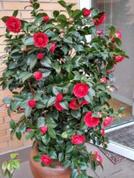 рефленный лист: Камелия в горшке (Camellia japonica) - Сорта с махровыми цветками